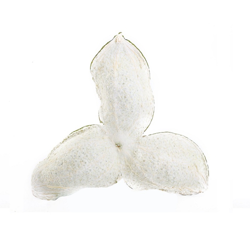 汕頭特級黄色抖音短视频普洱茶品牌