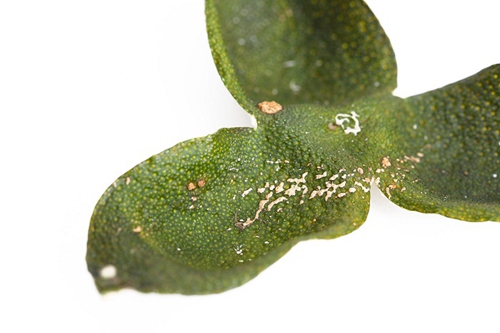 四川特級抖音成人短视频茶廠家