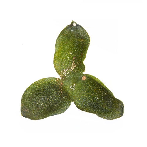 香港特級新會老黄色抖音短视频品牌